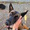 Victoria a rejoint le concours — aidez-le/la à gagner de superbes lots ! affection, animal, canine, casual, closeup, dog, ear, eye, friendship, gravel, hand, happy, human, leash, outdoor, pet, smile, snout, sunlight, tattoo