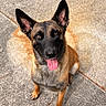 alert, animal, black_face, brown_fur, canine, companion, concrete, dog, domestic_animal, ears, friendly, happy, looking_up, outdoor, pet, playful, portrait, sitting, sunlight, tongue