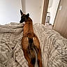 Victoria participe au concours pour gagner de l'argent avec cette photo : animal, bed, blanket, brown_dog, canine, comfort, dog, domestic_animal, door, fur, furniture, household, indoor, looking_back, patterned_bedding, pet, relaxation, resting, room, sleeping_area