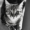 Asterixe participe au concours pour gagner de l'argent avec cette photo : animal, black_and_white, cat, close_up, curious, cute, domestic_animal, eyes, feline, fur, indoor, laying_down, looking_up, mammal, paws, pet, portrait, striped, tabby, whiskers