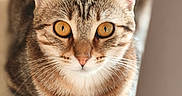 Asterixe participe au concours pour gagner de l'argent avec cette photo : amber_eyes, animal, attention, background_blur, cat, close_up, curious, cute, domestic_cat, feline, fur, indoor, mammal, paws, pet, portrait, sitting, soft_light, tabby_cat, whiskers