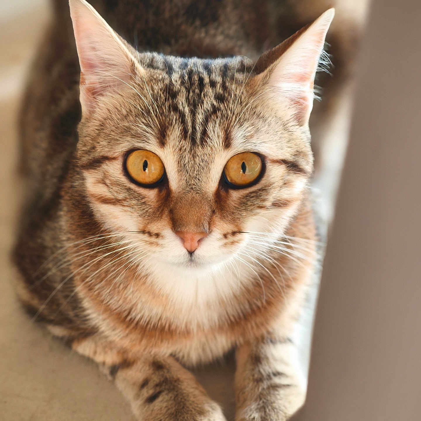 Asterixe participe au concours pour gagner de l'argent avec cette photo : amber_eyes, animal, attention, background_blur, cat, close_up, curious, cute, domestic_cat, feline, fur, indoor, mammal, paws, pet, portrait, sitting, soft_light, tabby_cat, whiskers