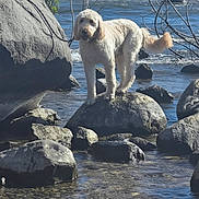 Finley is registered to the contest to win money with this photo: adventure, boulder, canine, coast, coastal_vegetation, cream_colored, curly_coat, dog, fluffy, nature, ocean, outdoors, portrait, rocks, seaside, shoreline, standing, sunlight, water, waves