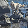 adventure, boulder, canine, coast, coastal_vegetation, cream_colored, curly_coat, dog, fluffy, nature, ocean, outdoors, portrait, rocks, seaside, shoreline, standing, sunlight, water, waves