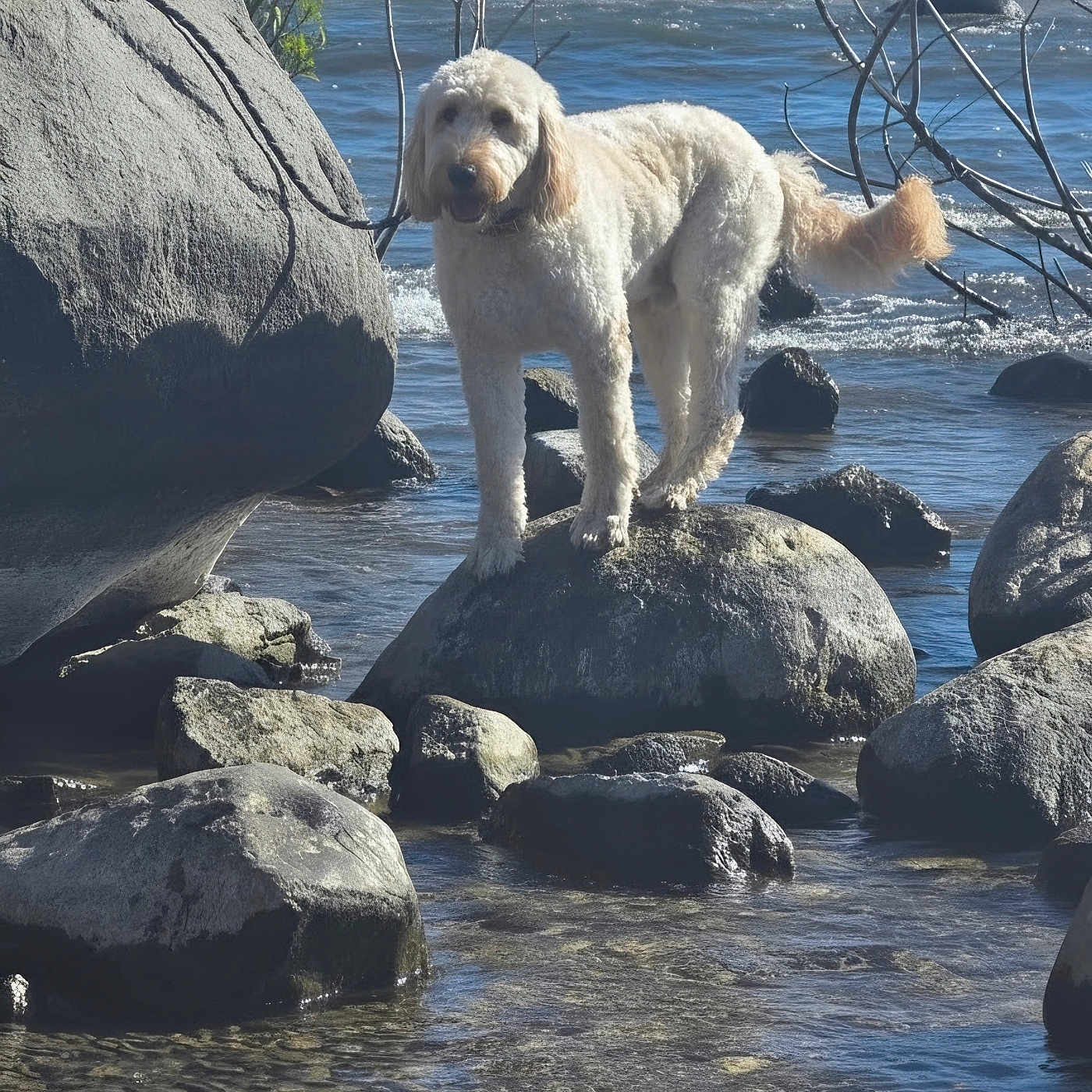 Finley