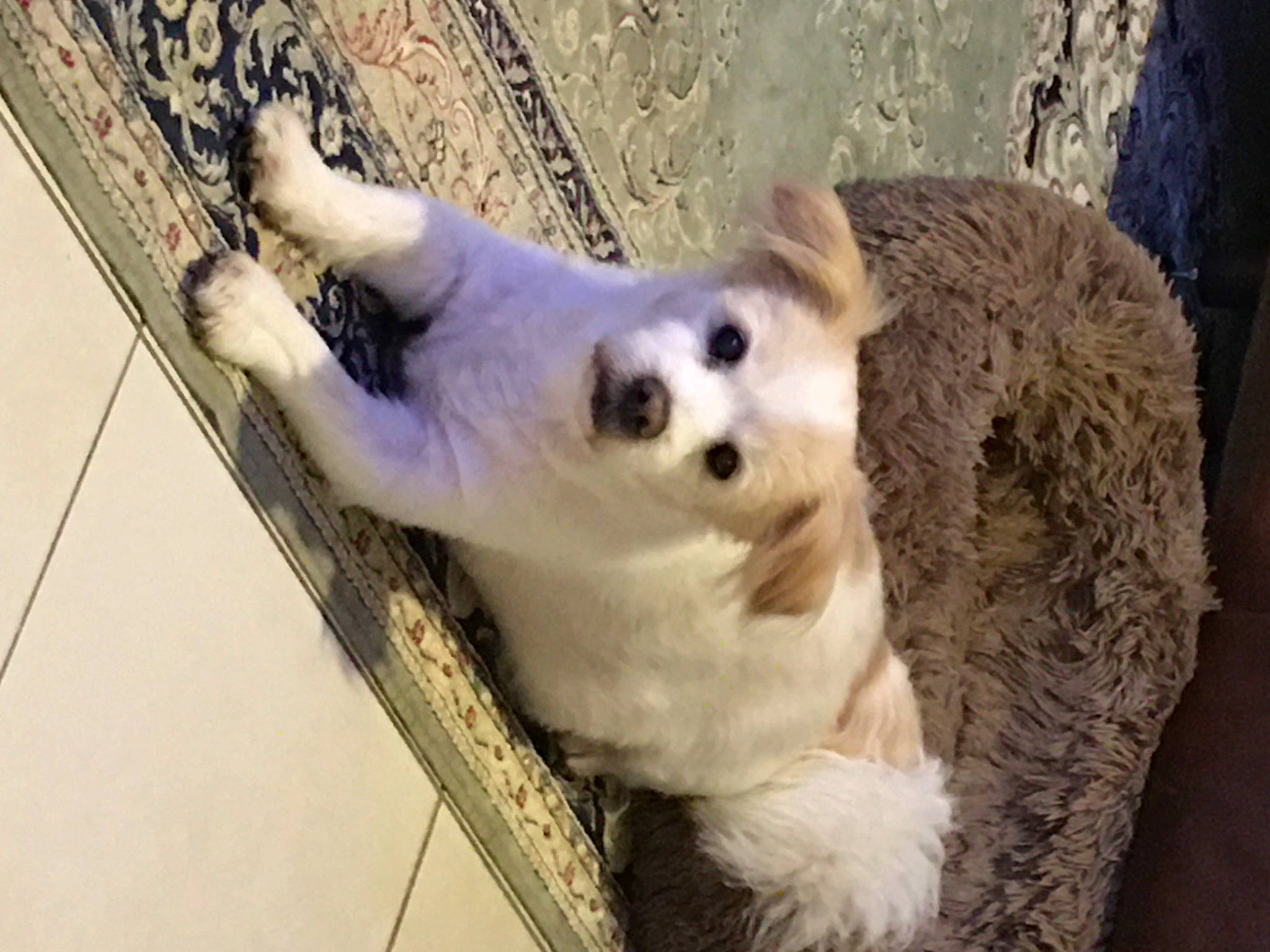 Dalton a rejoint le concours — aidez-le/la à gagner de superbes lots ! canidae, carnivore, companion_dog, dog_breed, fur, paw, snout, terrestrial_animal