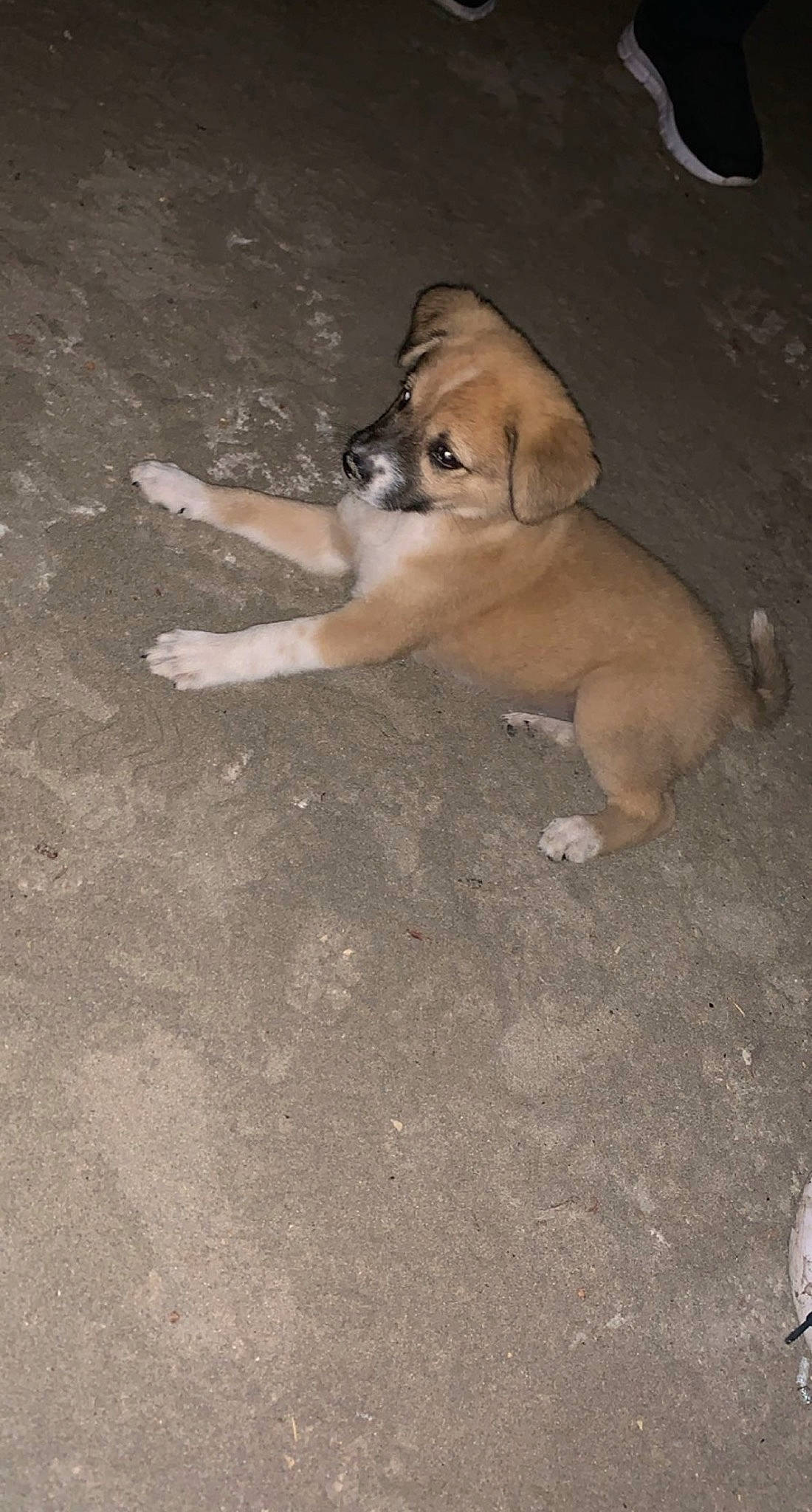 Boo is registered to the contest to win money with this photo: asphalt, carnivore, companion_dog, dog, dog_breed, flooring, fur, non_sporting_group, paw, road_surface, soil, tail, toy_dog, working_animal