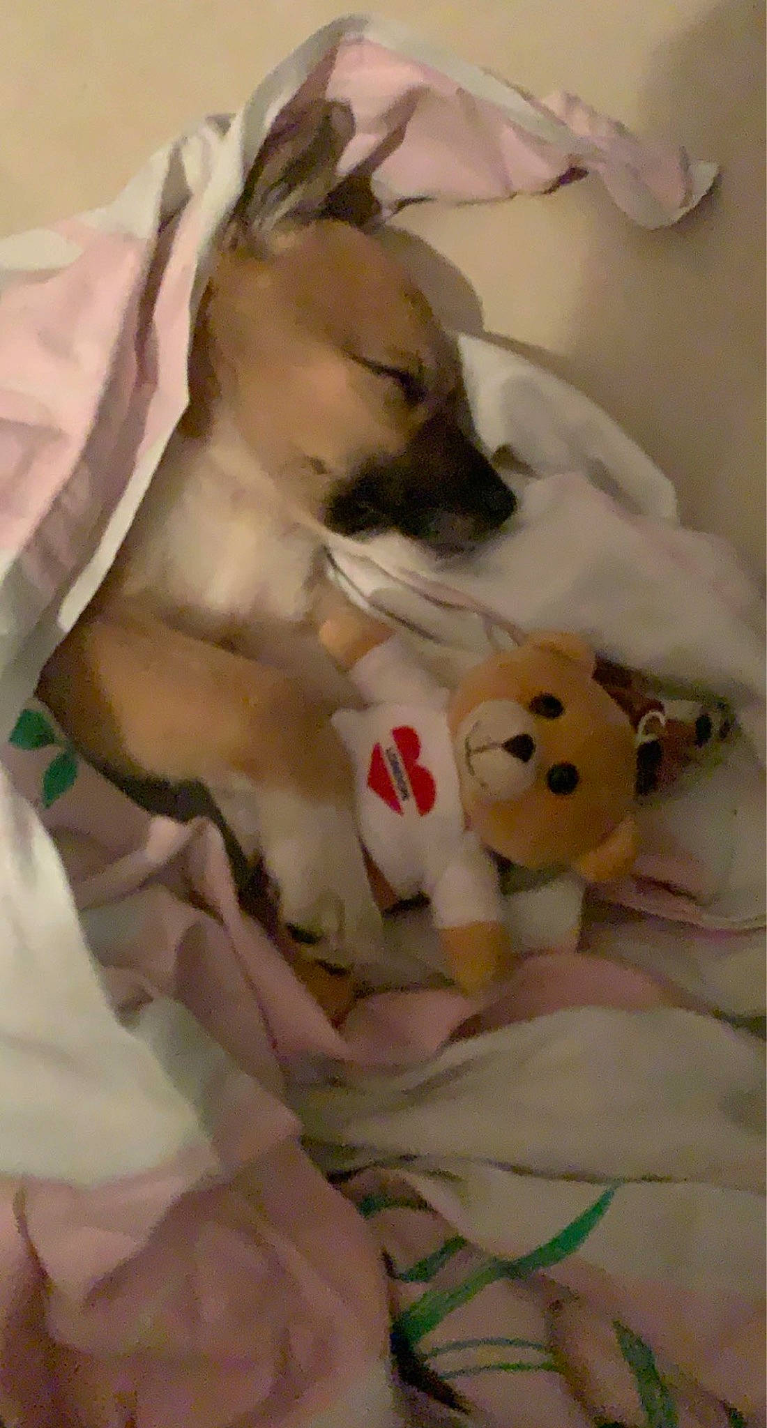 Boo joined the competition — help win amazing prizes! ball, canidae, carnivore, comfort, companion_dog, dog, dog_breed, dog_supply, fawn, felidae, football, linens, mammal, pet_supply, snout, sporting_group, tail, toy, toy_dog, whiskers