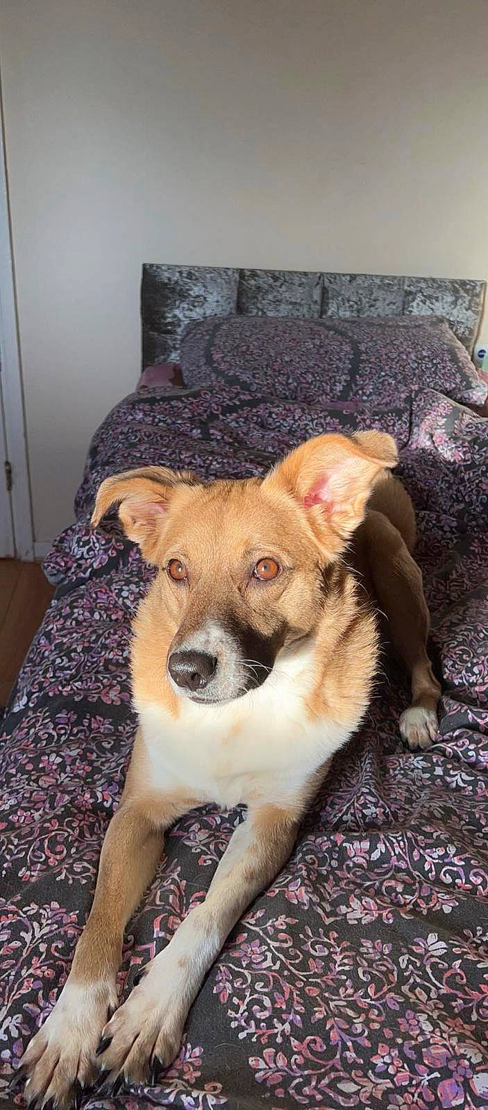 Boo joined the competition — help win amazing prizes! canidae, carnivore, chair, comfort, companion_dog, couch, dog, dog_breed, fawn, flooring, fur, paw, picture_frame, puppy, snout, sporting_group, toy_dog, whiskers, wood, working_animal