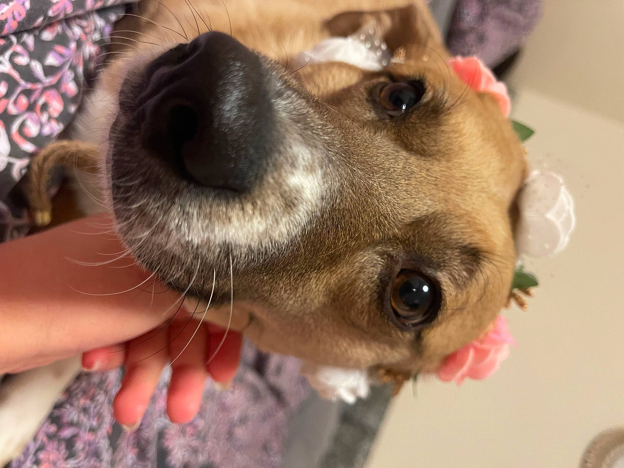 Boo joined the competition — help win amazing prizes! canidae, carnivore, collar, companion_dog, dog, dog_breed, dog_collar, dog_supply, ear, fawn, fur, leash, liver, nail, paw, pet_supply, snout, sporting_group, whiskers, working_animal