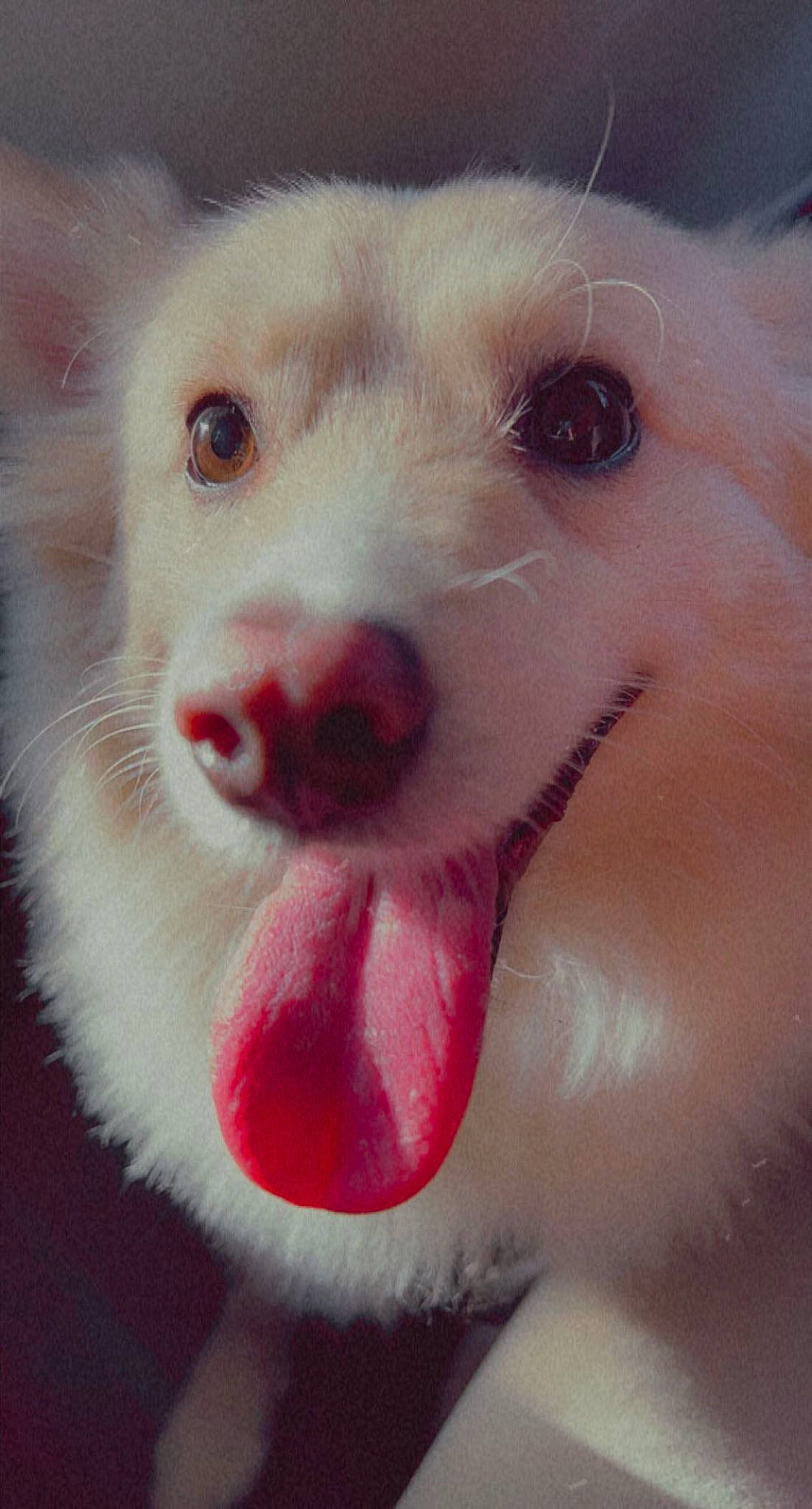 Bono is registered to the contest to win money with this photo: canidae, carnivore, companion_dog, dog, dog_breed, ear, eyelash, fang, fawn, fur, jaw, non_sporting_group, paw, pink, puppy_love, snout, sporting_group, toy_dog, whiskers, working_animal