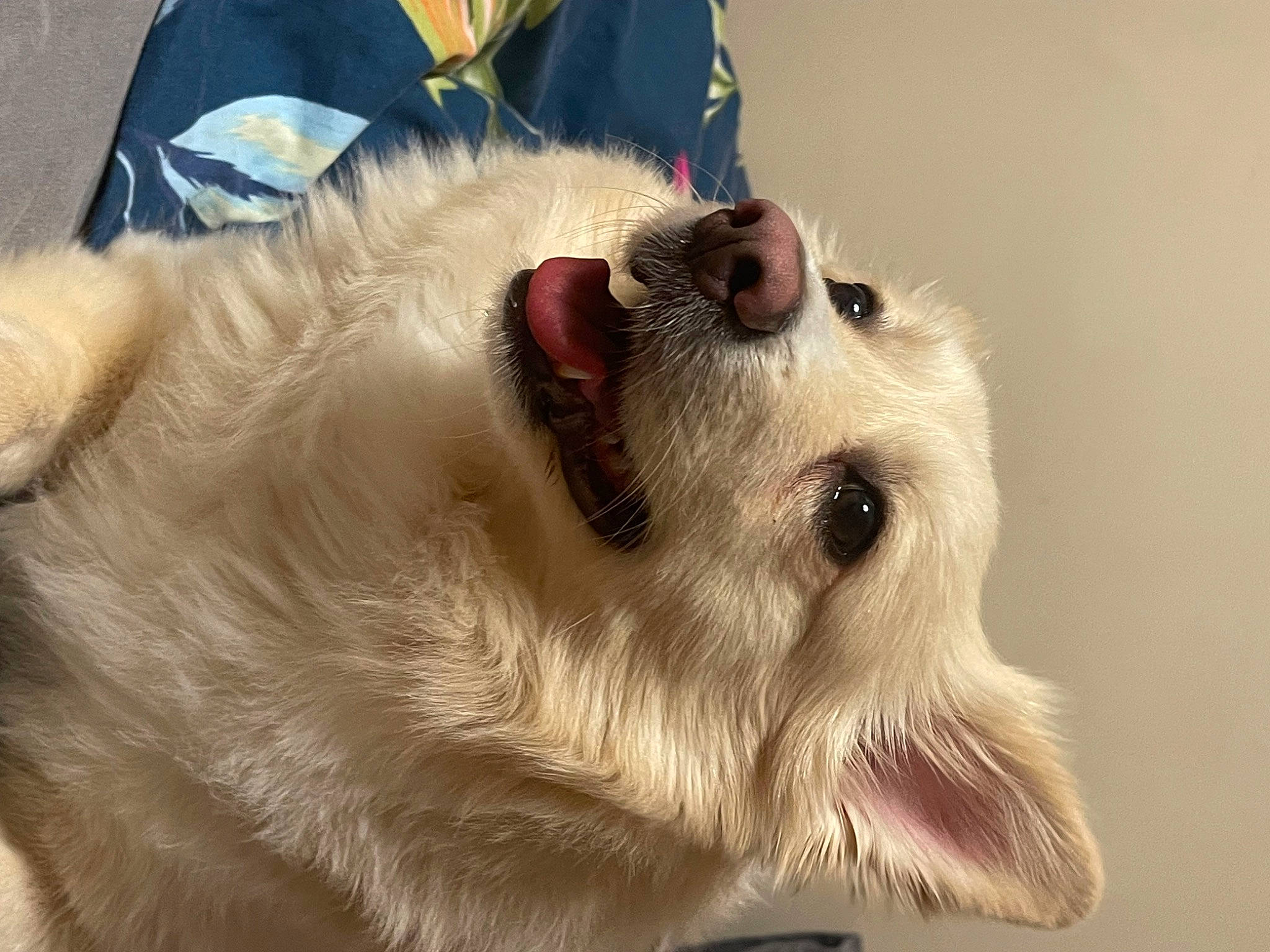 Bono is registered to the contest to win money with this photo: american_eskimo_dog, canidae, carnivore, collar, companion_dog, dog, dog_breed, ear, fang, fur, german_spitz, german_spitz_mittel, japanese_spitz, paw, snout, spitz, sporting_group, volpino_italiano, whiskers, working_animal