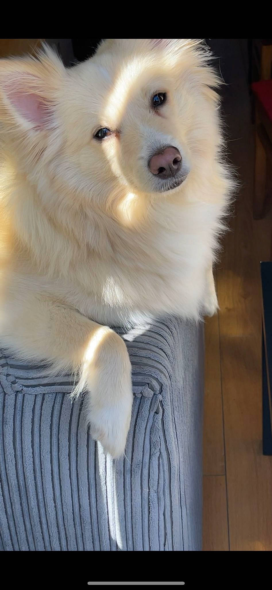 Bono joined the competition — help win amazing prizes! american_eskimo_dog, canidae, carnivore, collar, companion_dog, dog, dog_breed, dog_collar, fur, german_spitz, indian_spitz, japanese_spitz, pet_supply, samoyed, snout, spitz, sporting_group, volpino_italiano, whiskers, working_animal