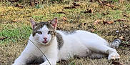 Timmy a rejoint le concours — aidez-le/la à gagner de superbes lots ! cat, animal, outdoor, grass, leaf, nature, pet, feline, tongue, relaxed, lying_down, white, gray, wildlife, mammal, cute, playful, summer, daylight, ground