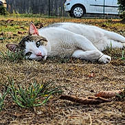 Timmy a rejoint le concours — aidez-le/la à gagner de superbes lots ! cat, animal, pet, lying_down, outdoor, grass, dry_grass, nature, fur, whiskers, face, ears, greenery, car, daylight, close_up, relaxed, sleepy, cute, ground