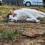 cat, animal, pet, lying_down, outdoor, grass, dry_grass, nature, fur, whiskers, face, ears, greenery, car, daylight, close_up, relaxed, sleepy, cute, ground