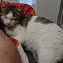 cat, sleeping, indoor, blanket, leg, fur, pet, cozy, resting, home, comfort, closeup, tabby, white_fur, relaxation, domestic, animal, cute, snuggling, quiet