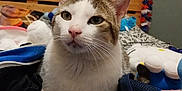 Timmy participe au concours pour gagner de l'argent avec cette photo : bed, blue_bag, carpet, cat, close_up, cozy, curious, domestic_animal, dreamcatcher, feline, indoor, pet, plush_toys, relaxed, resting, room_decor, soft_toys, striped_cat, white_cat, wooden_headboard
