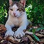 Timmy participe au concours pour gagner de l'argent avec cette photo : cat, animal, pet, feline, outdoor, nature, wood_chips, greenery, leaves, relaxed, lying_down, close_up, whiskers, paws, ears, fur, daylight, garden, wildlife, peaceful