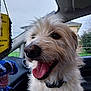 dog, tongue_out, fluffy, car_interior, window, knitted_toy, happy, pet, fur, collar, closeup, animal, domestic_animal, seat, daylight, outdoor_view, house, greenery, excited, cute