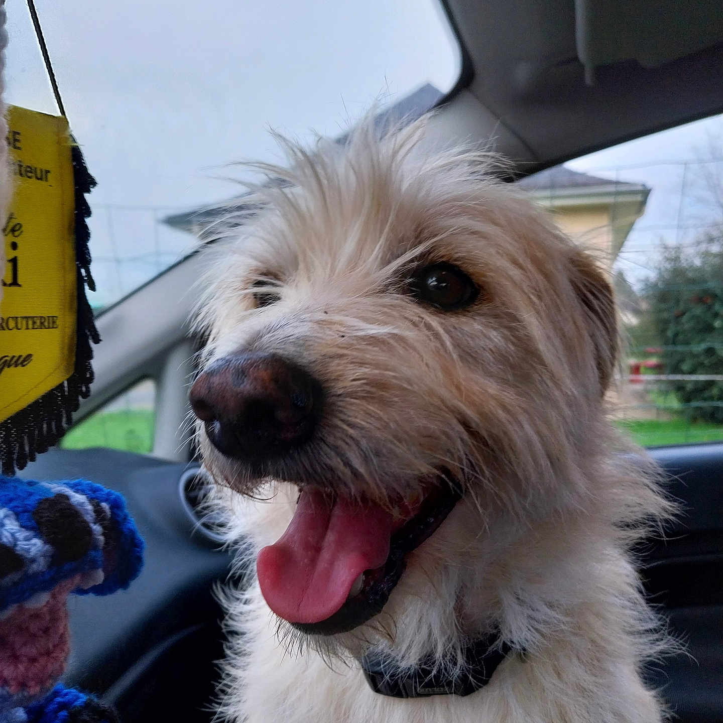 Rocky a rejoint le concours — aidez-le/la à gagner de superbes lots ! animal, car_interior, closeup, collar, cute, daylight, dog, domestic_animal, excited, fluffy, fur, greenery, happy, house, knitted_toy, outdoor_view, pet, seat, tongue_out, window