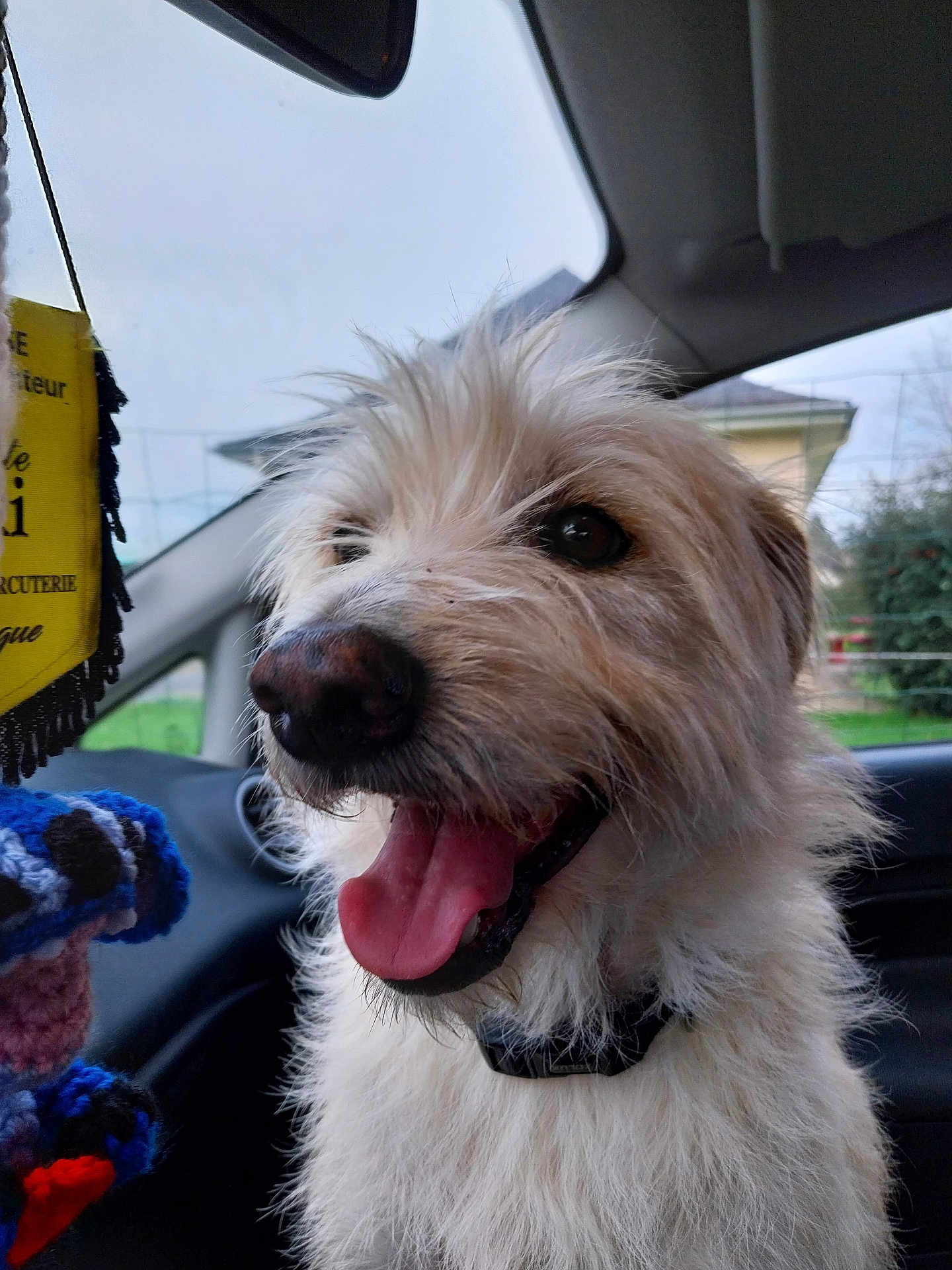 Rocky a rejoint le concours — aidez-le/la à gagner de superbes lots ! dog, tongue_out, fluffy, car_interior, window, knitted_toy, happy, pet, fur, collar, closeup, animal, domestic_animal, seat, daylight, outdoor_view, house, greenery, excited, cute