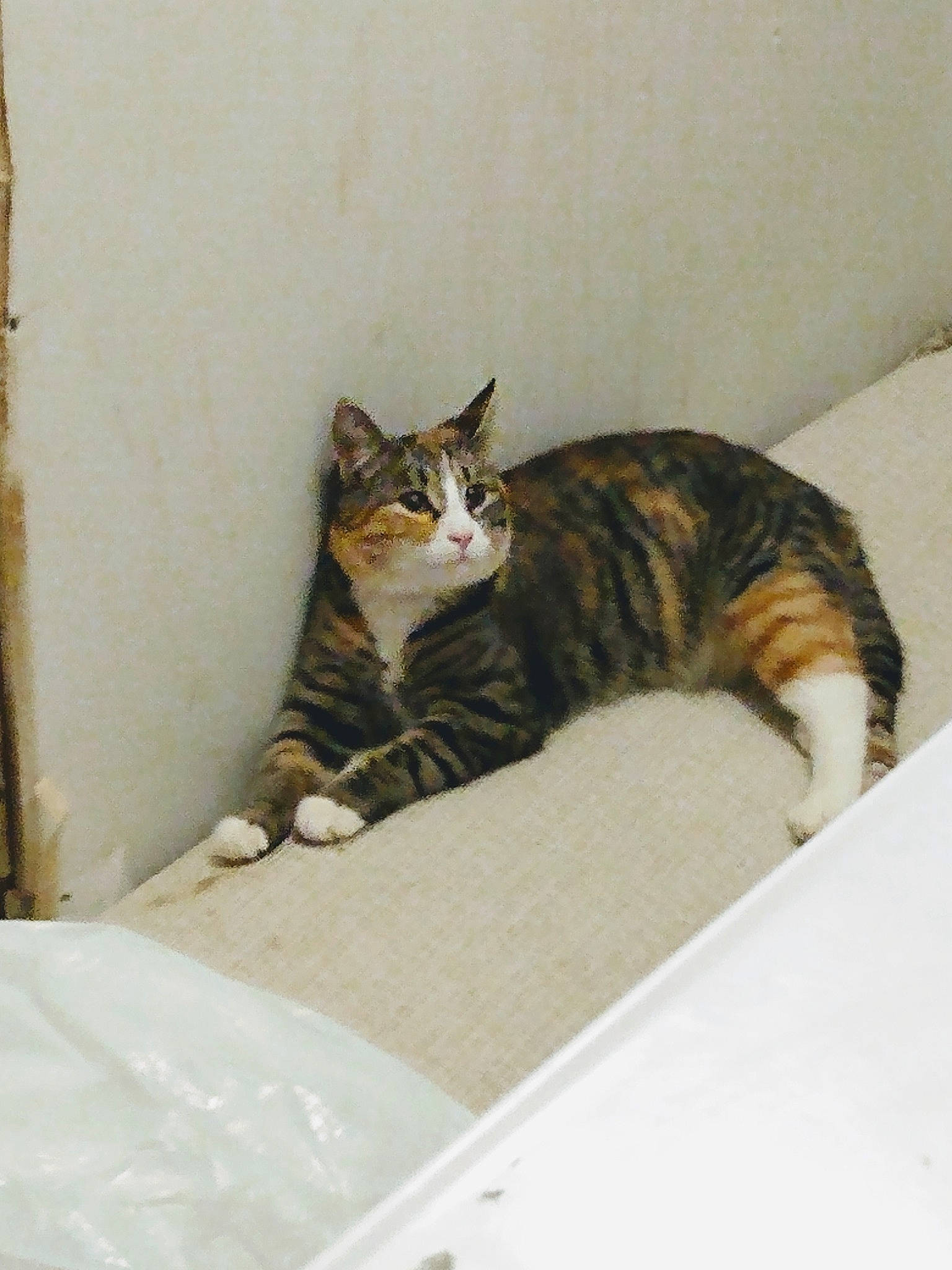 Sparkle is registered to the contest to win money with this photo: carnivore, cat, claw, comfort, domestic_short_haired_cat, door, fawn, felidae, flooring, fur, mammal, paw, room, small_to_medium_sized_cats, snout, tail, terrestrial_animal, vertebrate, whiskers, wood