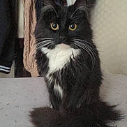 Riven joined the competition — help win amazing prizes! cat, black_and_white, fluffy, bed, indoor, curious_eyes, feline, pet, whiskers, tail, clothing, hanger, closet, home, furniture, domestic_animal, cute, sitting, fur, animal