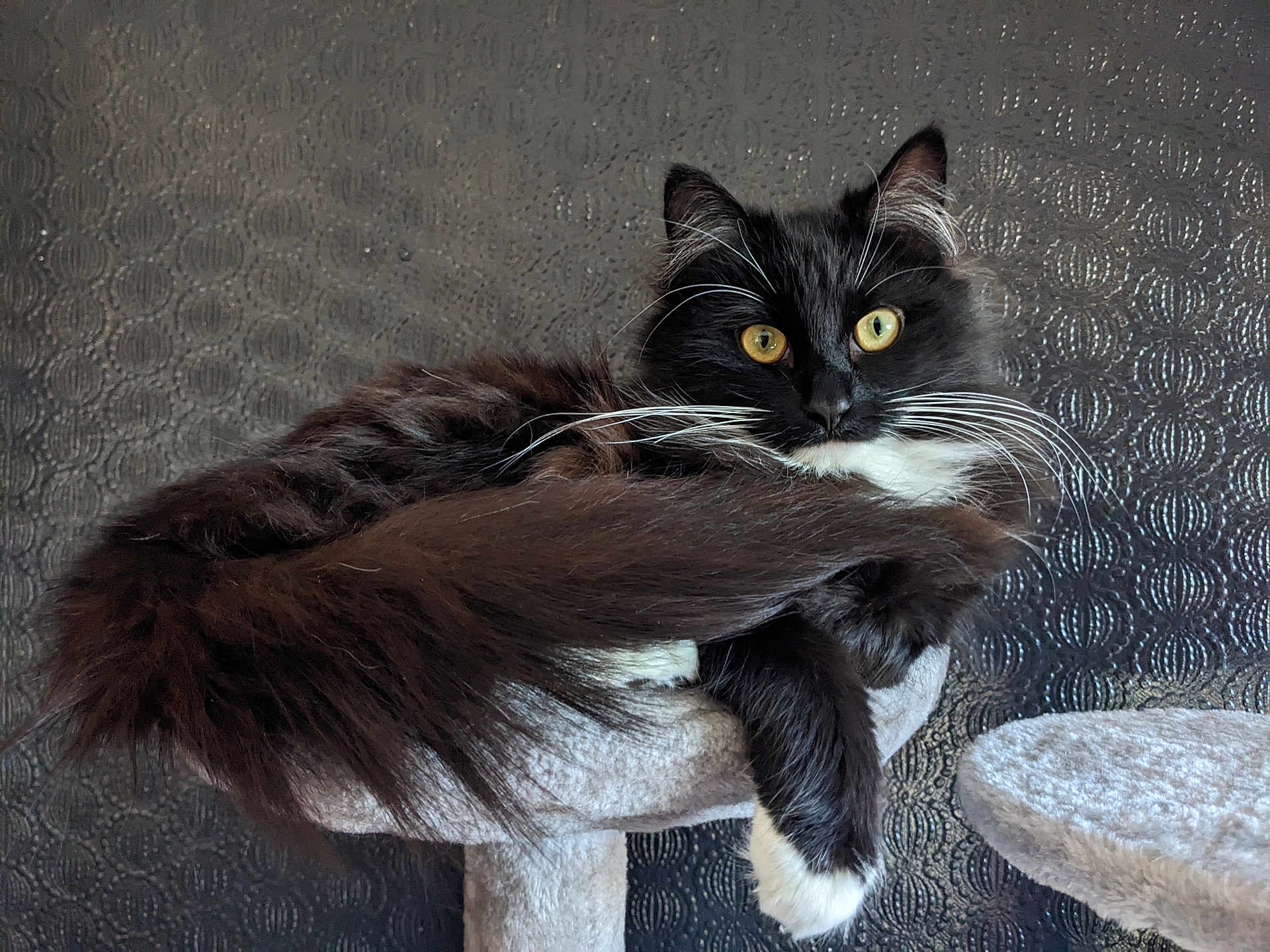 Riven is registered to the contest to win money with this photo: cat, fluffy, black_and_white, yellow_eyes, cat_tree, perch, tail, whiskers, indoor, pet, feline, relaxed, alert, fur, paw, resting, animal, cute, domestic_cat, cozy