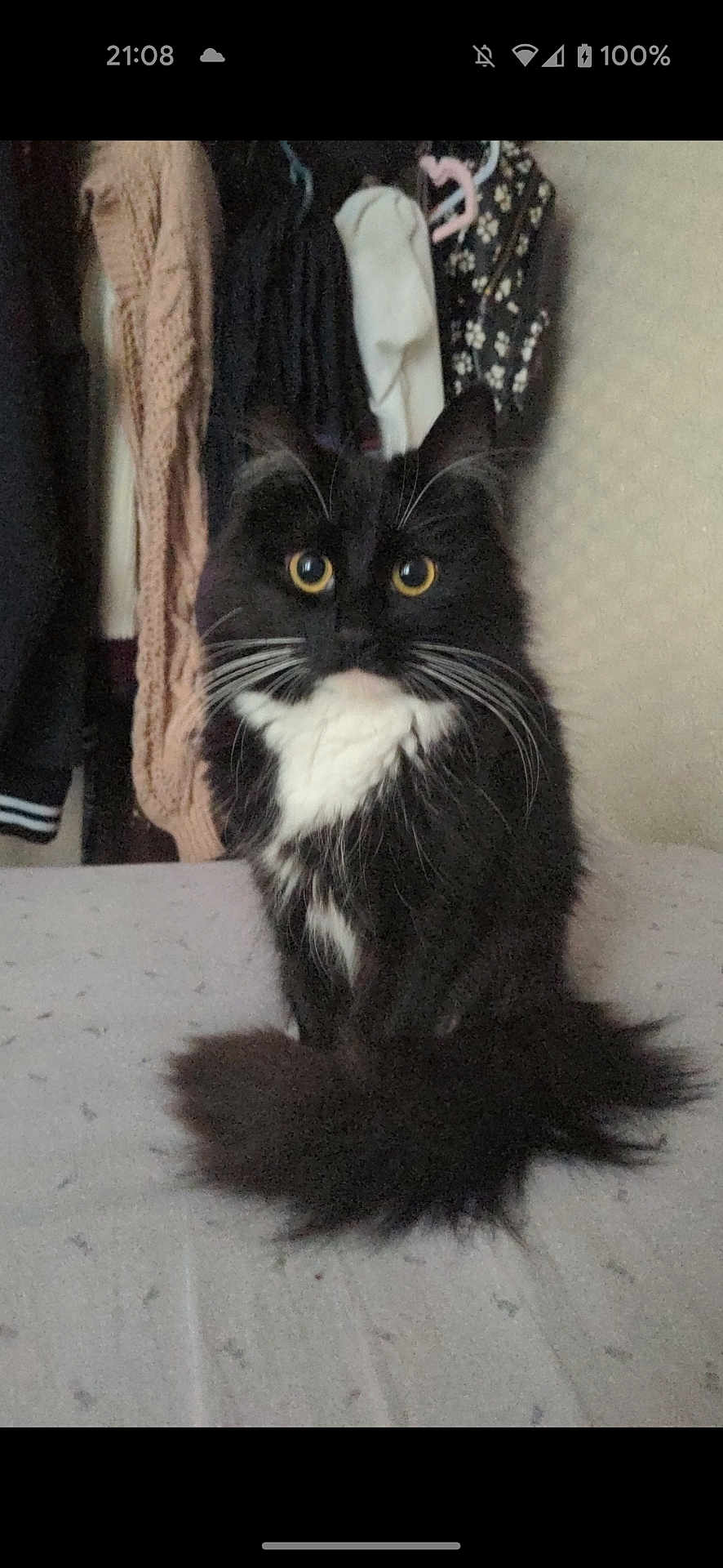 Riven is registered to the contest to win money with this photo: cat, black_cat, white_fur, fluffy, yellow_eyes, bed, blanket, clothes, closet, indoor, pet, fur, whiskers, tail, curious, sitting, domestic_animal, feline, home, cozy