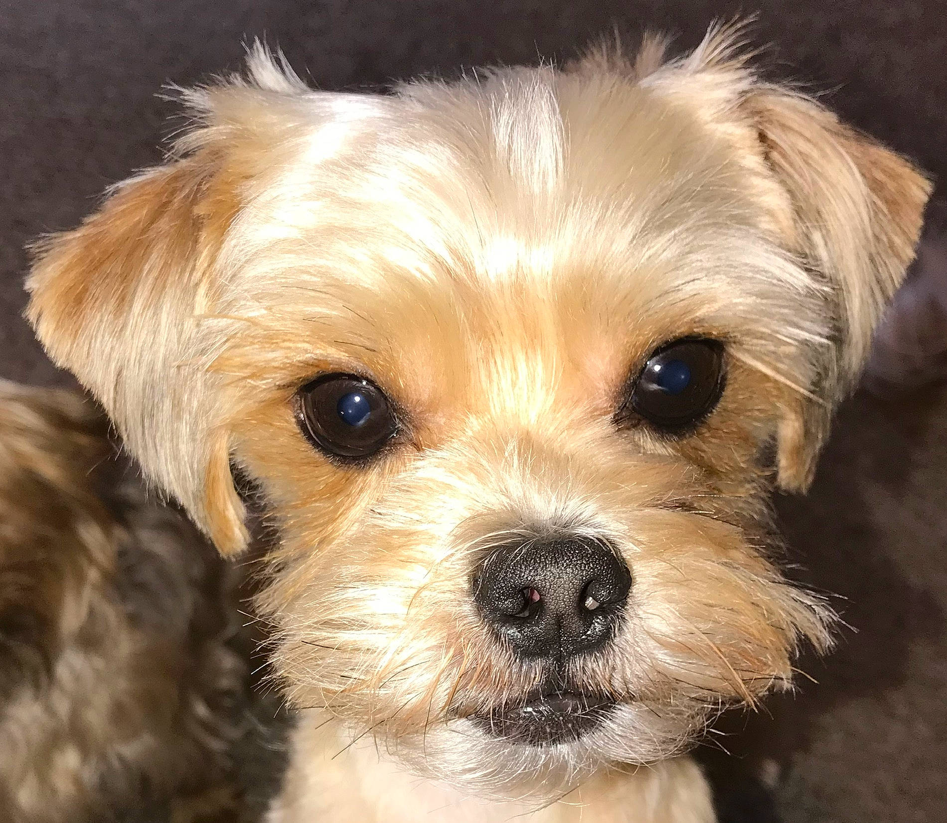 Avalanche joined the competition — help win amazing prizes! biewer_terrier, canidae, carnivore, companion_dog, dog, dog_breed, ear, fawn, fur, liver, maltepoo, non_sporting_group, puppy, small_terrier, snout, sporting_group, terrier, toy_dog, whiskers, working_animal