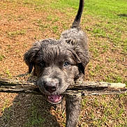 Hank joined the competition — help win amazing prizes! puppy, dog, stick, grass, outdoor, animal, pet, playful, brown, fur, nature, sunlight, young, cute, walking, happy, tail, mouth, eyes, daytime