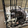 Hank joined the competition — help win amazing prizes! puppy, dog, crate, metal_bars, plush_toy, bedding, carpet, indoor, resting, cute, pet, animal, fur, young, cozy, comfort, cage, home, looking, soft