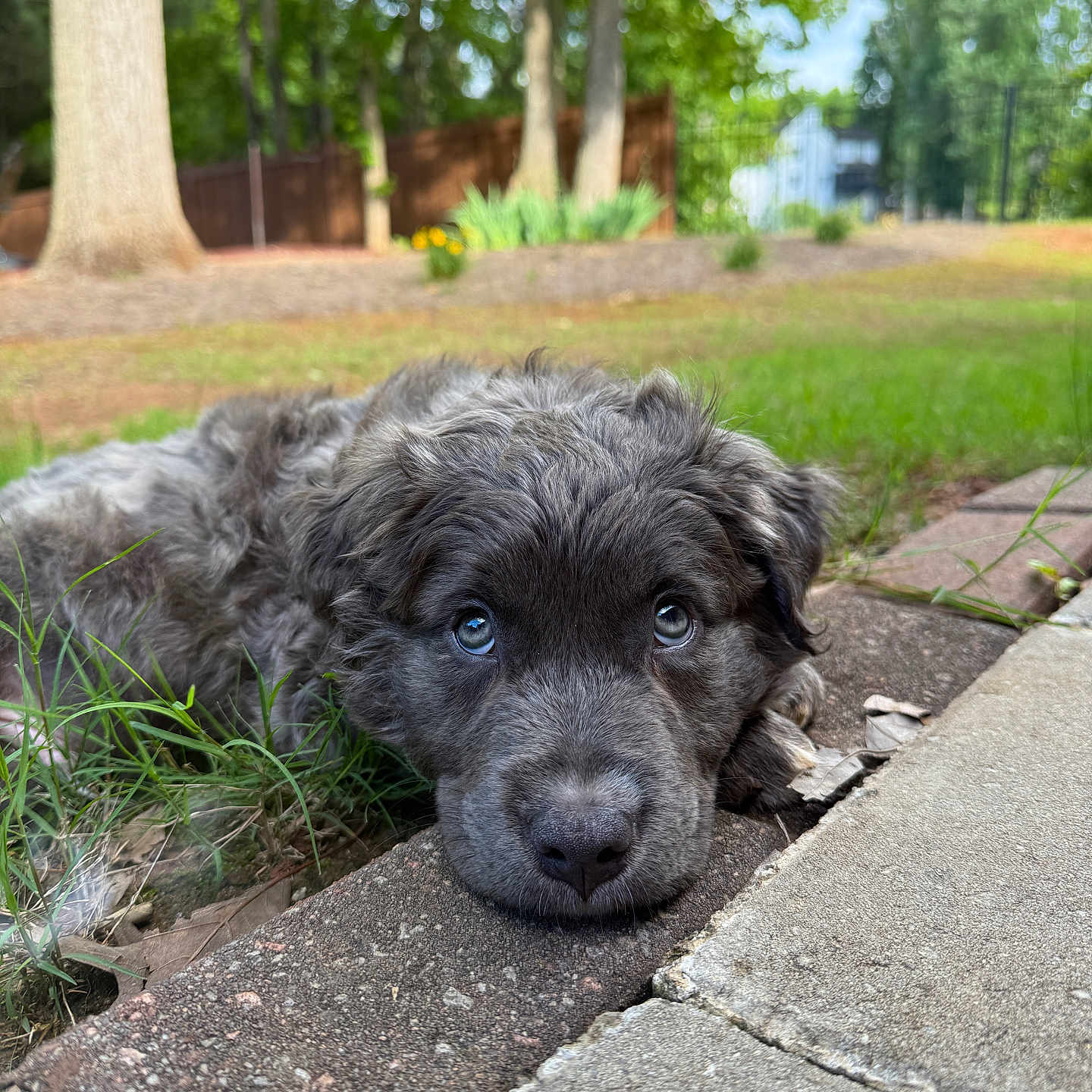 Hank is registered to the contest to win money with this photo: animal, background, blue_eyes, brick_pathway, close_up, cute, daylight, dog, fence, fur, grass, gray_fur, lying_down, nature, outdoor, pet, puppy, sad_expression, trees, young