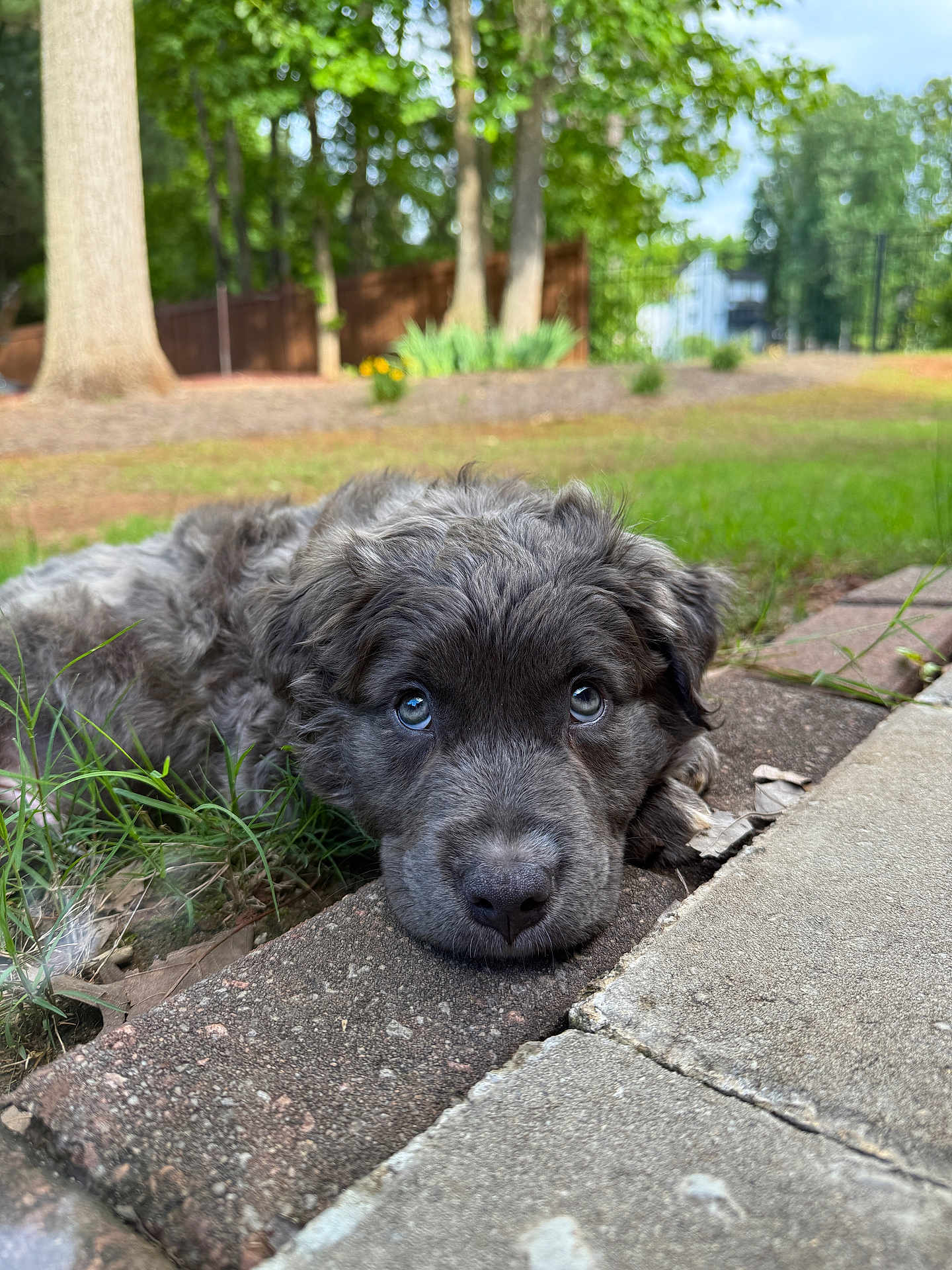 Hank is registered to the contest to win money with this photo: puppy, dog, gray_fur, blue_eyes, lying_down, outdoor, grass, brick_pathway, trees, fence, nature, cute, pet, animal, young, close_up, sad_expression, fur, daylight, background