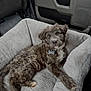 Hank joined the competition — help win amazing prizes! puppy, dog, pet_bed, curly_fur, inside_vehicle, gray_fur, collar, name_tag, relaxed, lying_down, close_up, soft_texture, car_interior, cute, young_dog, domestic_animal, companion, looking_up, fluffy, cozy