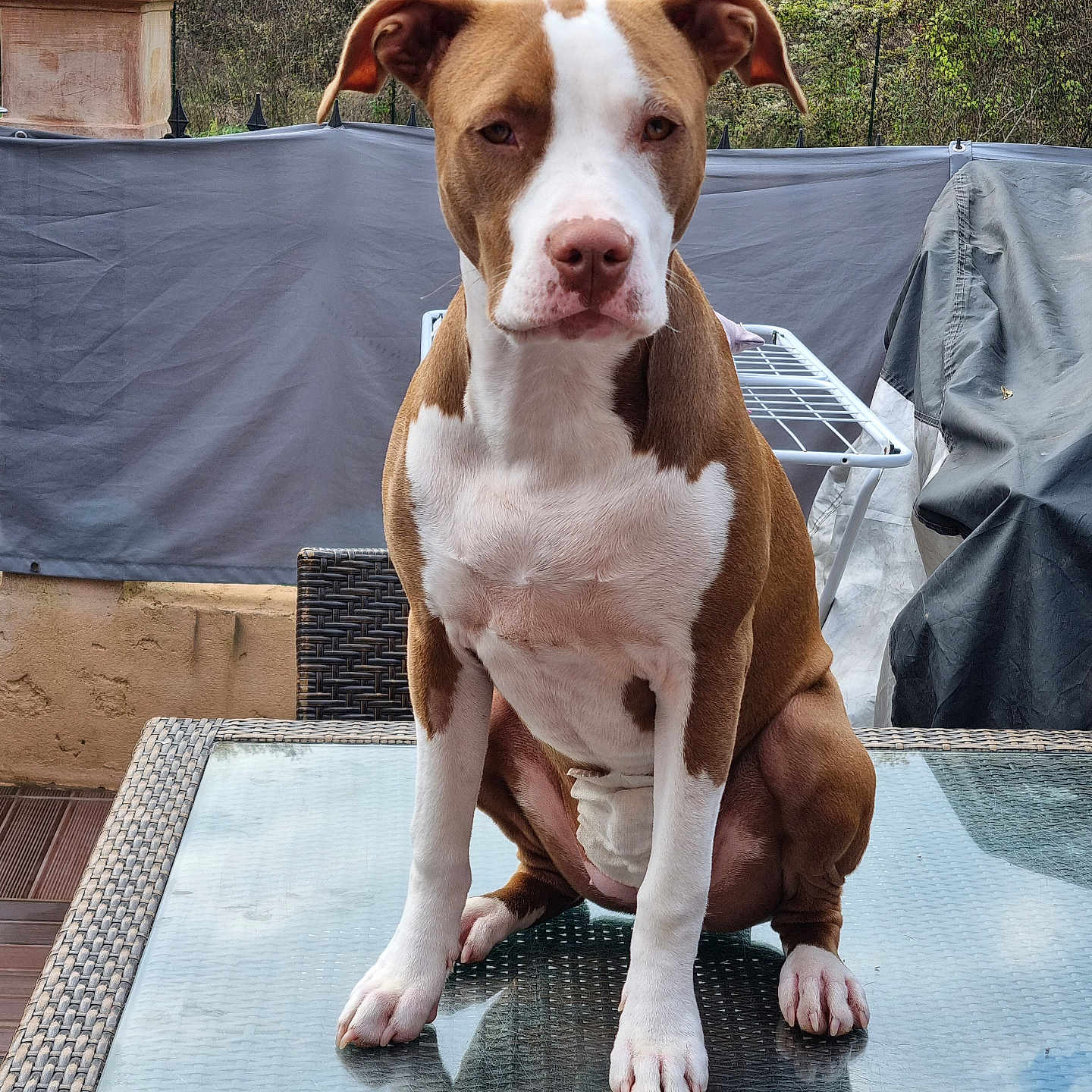 Nala a rejoint le concours — aidez-le/la à gagner de superbes lots ! animal, boxer, bulldog, canine, dog, hardwood, hound, indoors, interiordesign, person, pet, pitbull, plywood, pointer, pool, puppy, slate, snout, terrier, wood