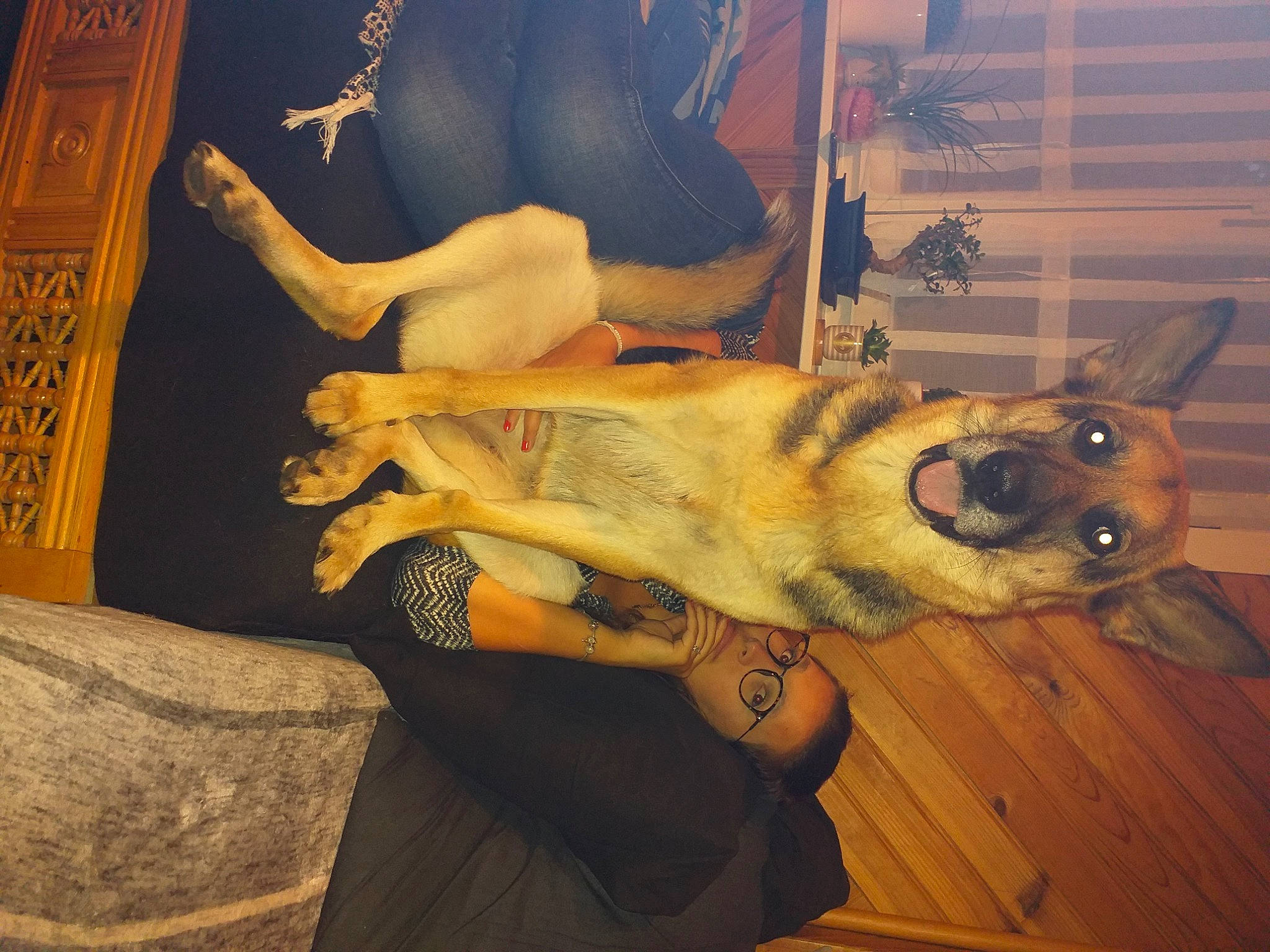 Nessy participe au concours pour gagner de l'argent avec cette photo : ancient_dog_breeds, art, carnivore, chest, companion_dog, dog, dog_breed, fawn, flesh, flooring, fur, guard_dog, human_leg, metal, paw, room, tail, thigh, visual_arts, wood