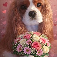 Plume participe au concours pour gagner de l'argent avec cette photo : dog, bouquet, flowers, roses, daisies, paws, pet, portrait, close_up, pink_background, hearts, romantic, indoor, cute, white_fur, brown_fur, long_ears, nose, eyes, valentine