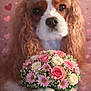dog, bouquet, flowers, roses, daisies, paws, pet, portrait, close_up, pink_background, hearts, romantic, indoor, cute, white_fur, brown_fur, long_ears, nose, eyes, valentine