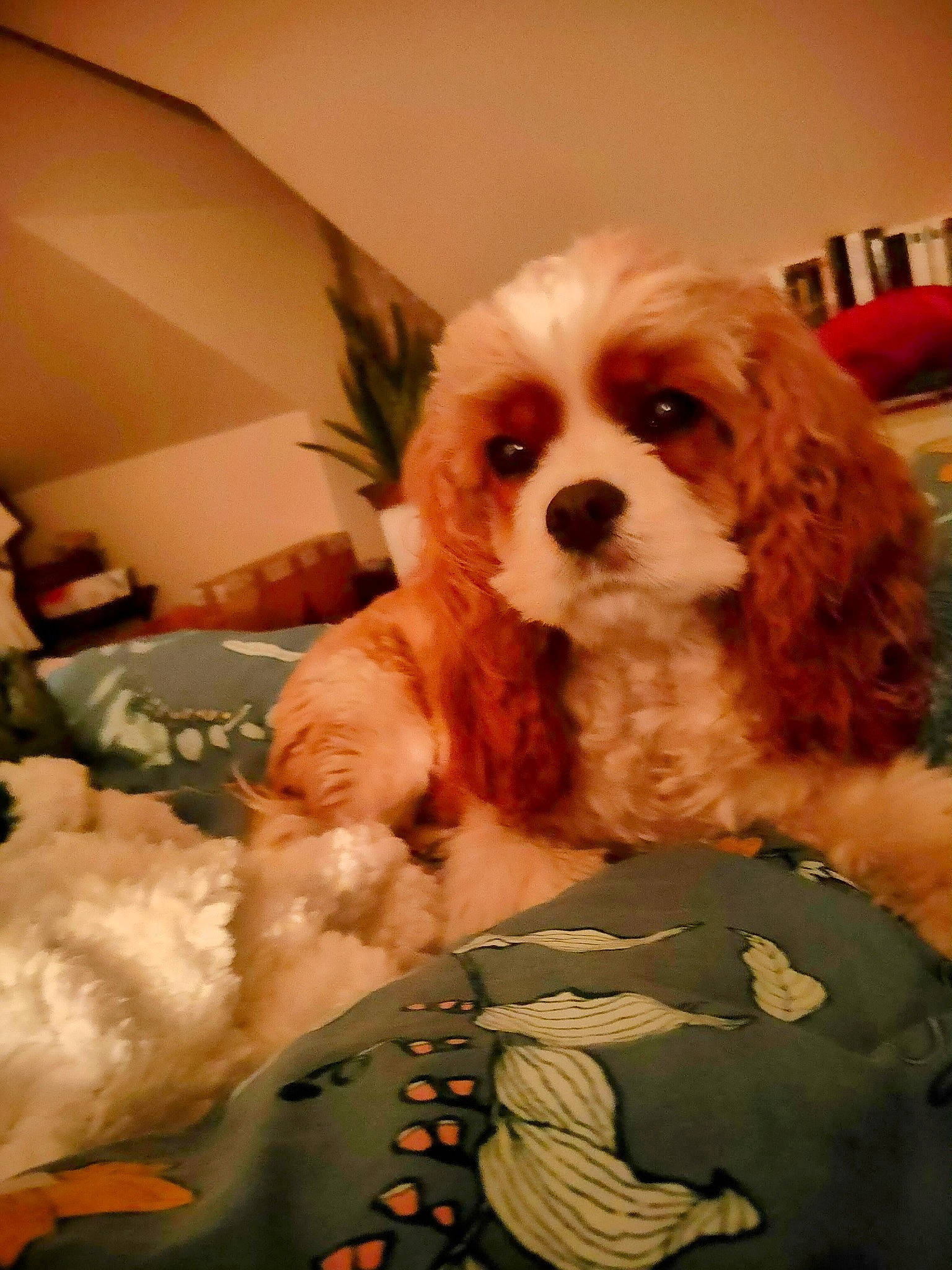 Plume a rejoint le concours — aidez-le/la à gagner de superbes lots ! canidae, carnivore, cavalier_king_charles_spaniel, chair, companion_dog, dog, dog_breed, dog_supply, fur, houseplant, liver, mammal, plant, snout, spaniel, sporting_group, toy, toy_dog, vertebrate, working_animal