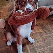 Varmuz participe au concours pour gagner de l'argent avec cette photo : dog, brown, white, stuffed_toy, parquet_floor, indoor, pet, sitting, fluffy, animal, cute, toy, canine, home, living_room, fur, playful, domestic, nose, ears