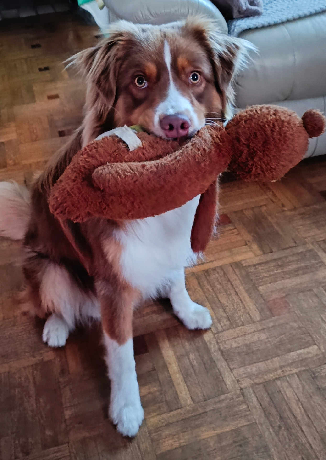 Varmuz participe au concours pour gagner de l'argent avec cette photo : dog, brown, white, stuffed_toy, parquet_floor, indoor, pet, sitting, fluffy, animal, cute, toy, canine, home, living_room, fur, playful, domestic, nose, ears