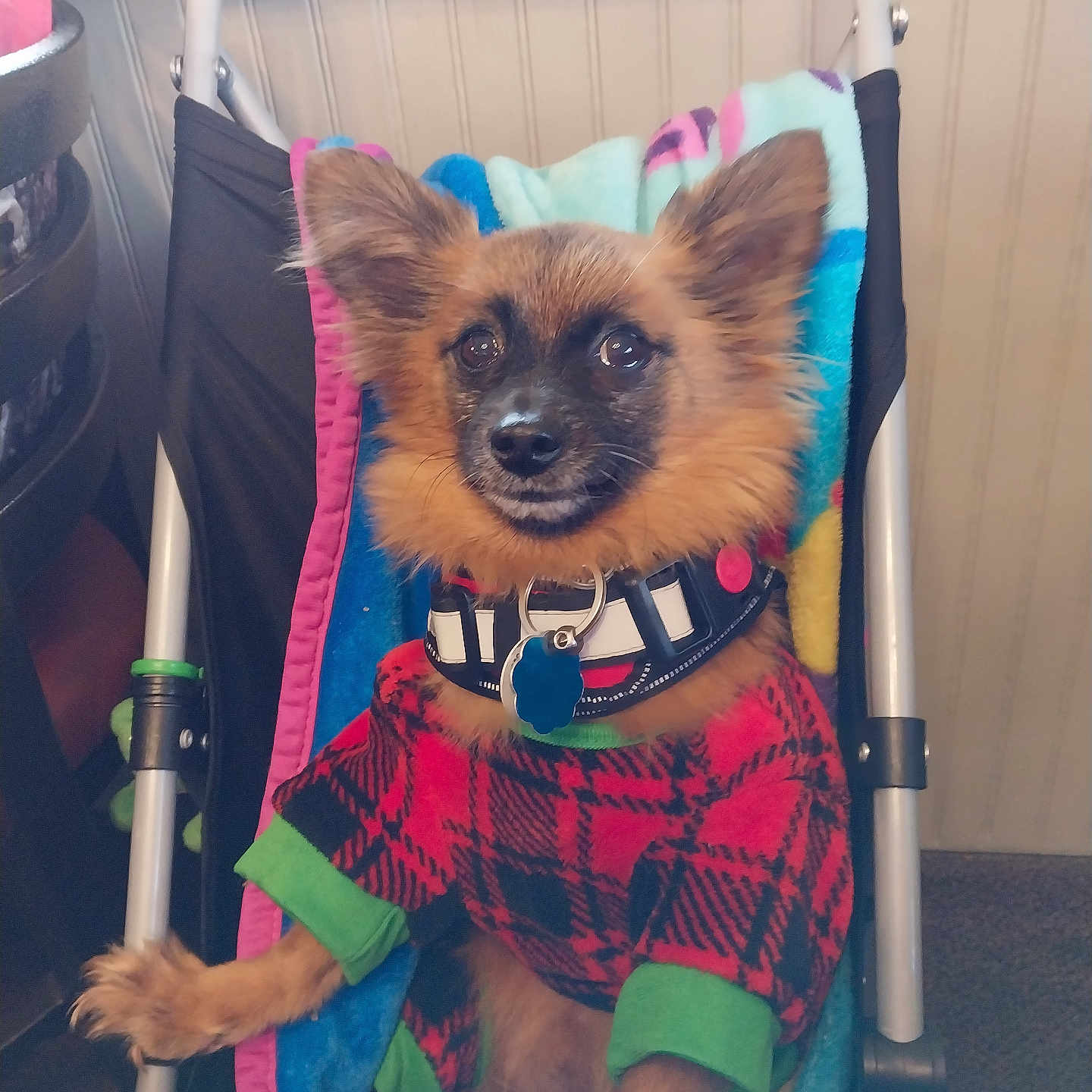 Bro Buddy joined the competition — help win amazing prizes! animal, blanket, carpet, collar, cozy, cute, dog, ears, face, fur, furniture, green, indoor, looking, pet, plaid_clothing, red, sitting, small_dog, stroller