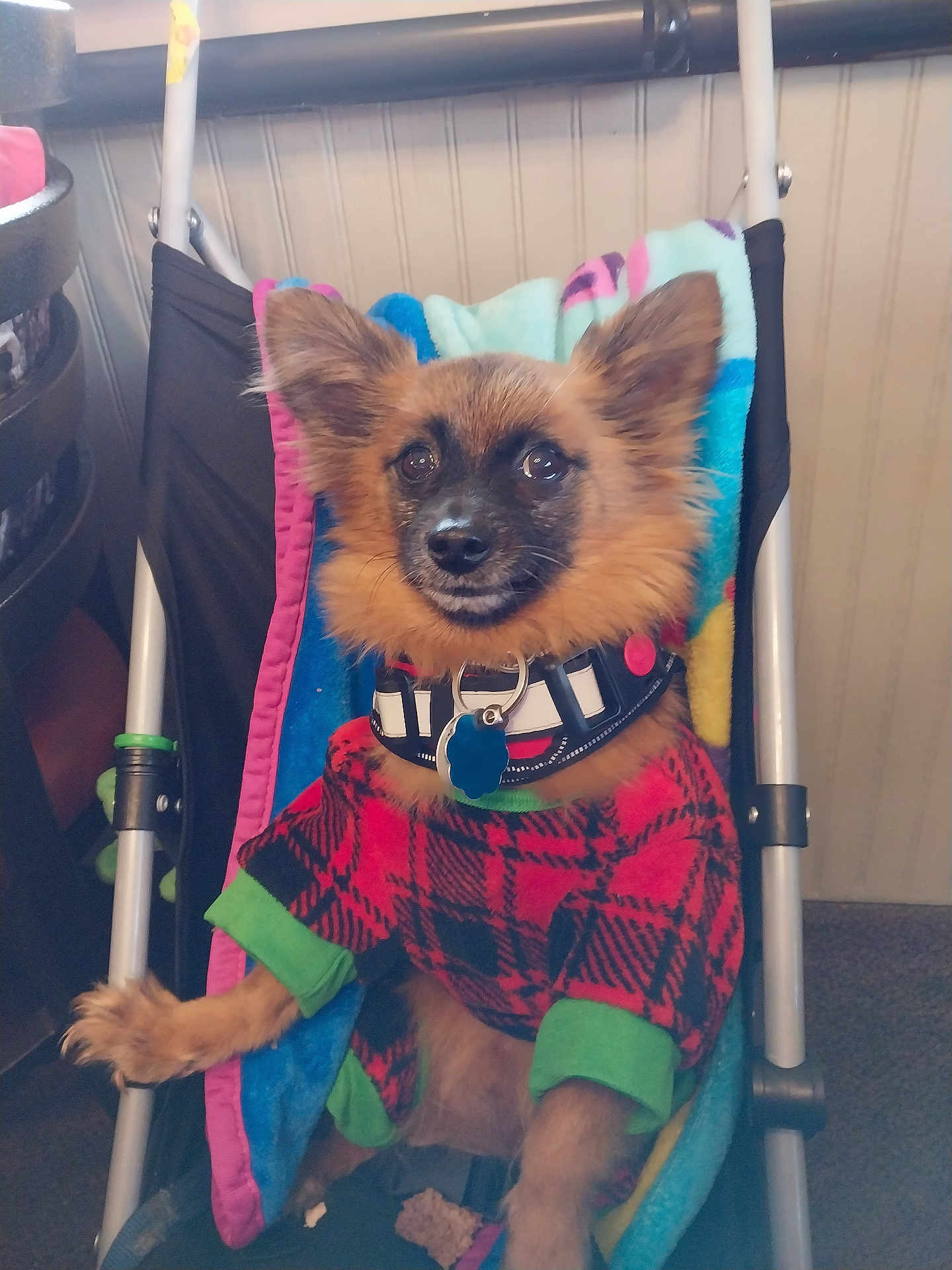 Bro Buddy joined the competition — help win amazing prizes! dog, small_dog, pet, stroller, blanket, plaid_clothing, red, green, fur, collar, indoor, carpet, furniture, animal, cute, ears, face, sitting, looking, cozy