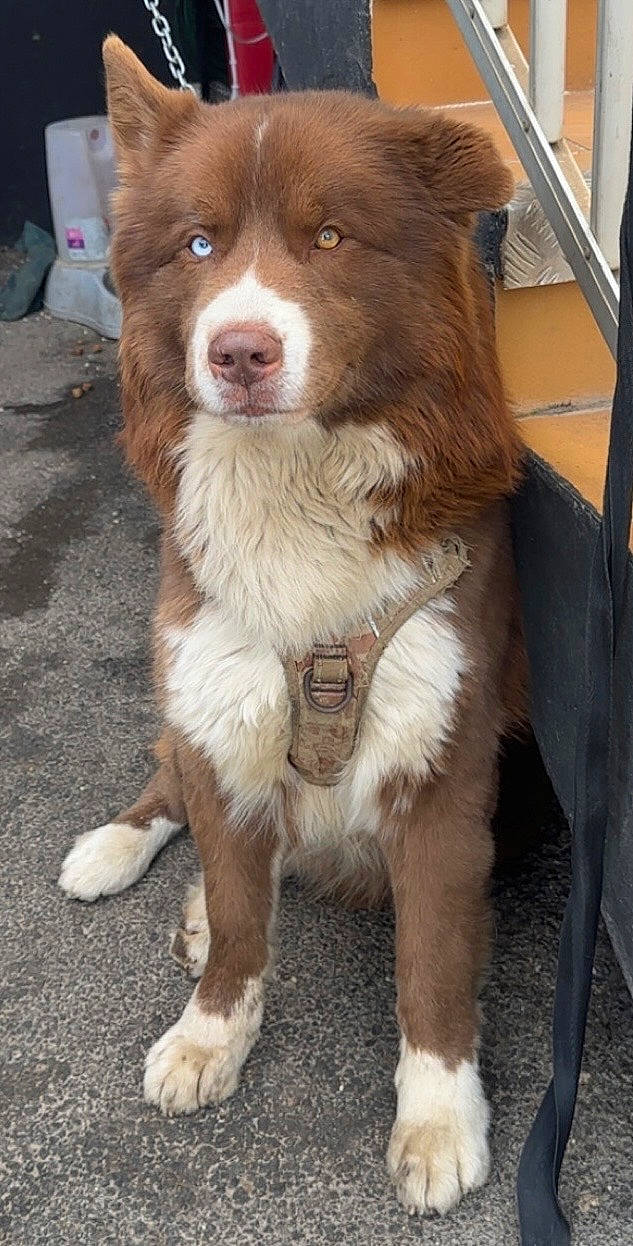 Theix participe au concours pour gagner de l'argent avec cette photo : alert, animal, brown_dog, canine, dog, domestic_animal, ears, fur, harness, heterochromia, leash, outdoor, pavement, pet, resting, side_view, sitting, staircase, white_fur, yellow