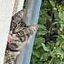Nakia participe au concours pour gagner de l'argent avec cette photo : cat, tabby, peeking, curious, animal, pet, outdoor, greenery, leaves, collar, whiskers, ears, face, nature, metal_pole, fur, closeup, side_view, watchful, alert