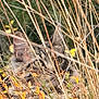 Nakia participe au concours pour gagner de l'argent avec cette photo : cat, tabby, grass, hide_and_seek, nature, autumn, leaves, camouflage, wildlife, animal, outdoor, ears, eyes, feline, plant, bush, closeup, stealth, brown, yellow