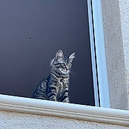 Nakia a rejoint le concours — aidez-le/la à gagner de superbes lots ! cat, tabby, window, ledges, gray, fur, whiskers, ears, outdoor, building, texture, wall, curious, pet, animal, sitting, looking, daylight, portrait, feline