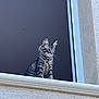 cat, tabby, window, ledges, gray, fur, whiskers, ears, outdoor, building, texture, wall, curious, pet, animal, sitting, looking, daylight, portrait, feline